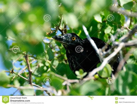  The Yellow Bird ซ่อนความลับของธรรมชาติและอารมณ์